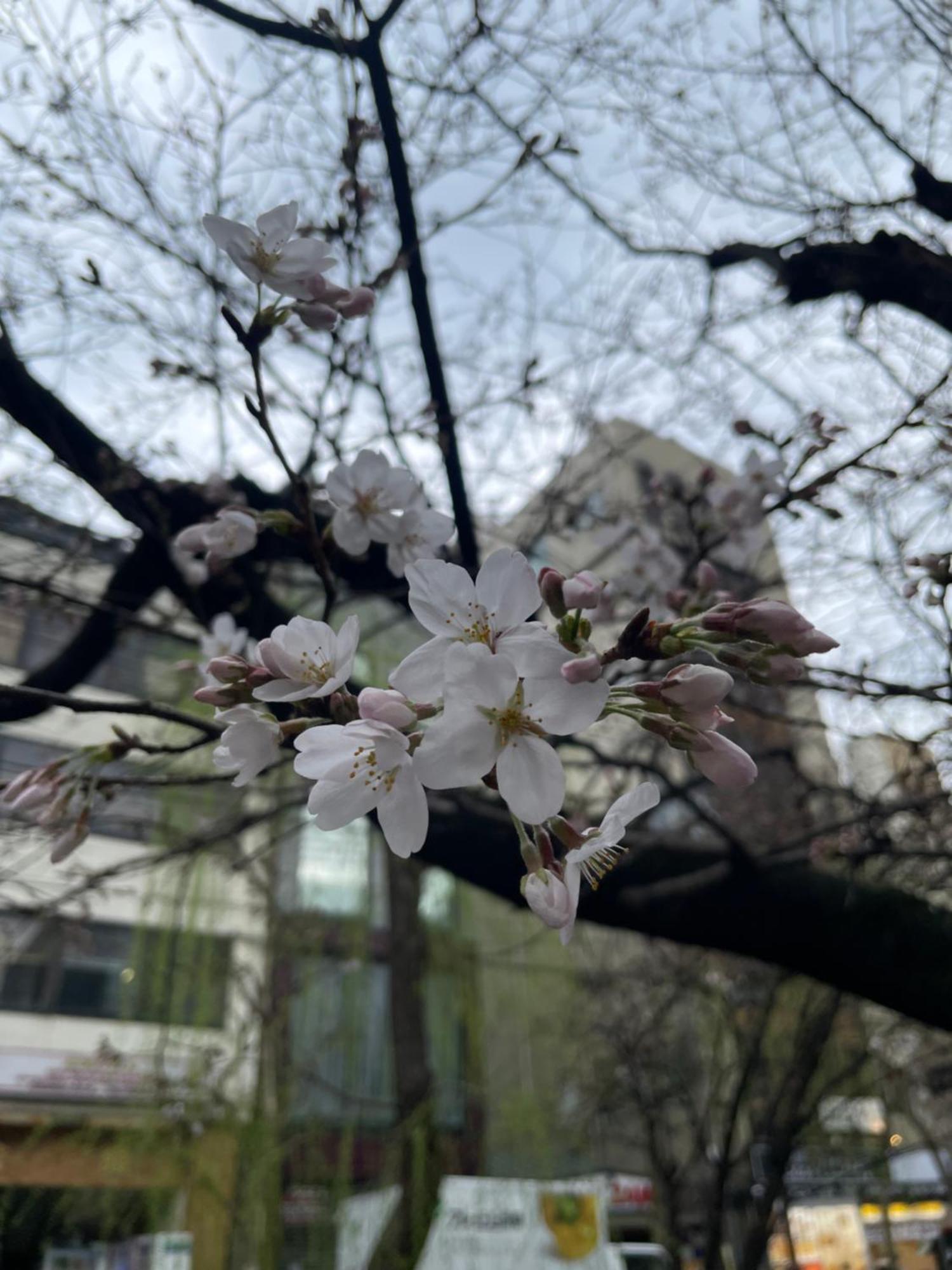 Izutsu Hotel Takasegawa Kioto Zewnętrze zdjęcie
